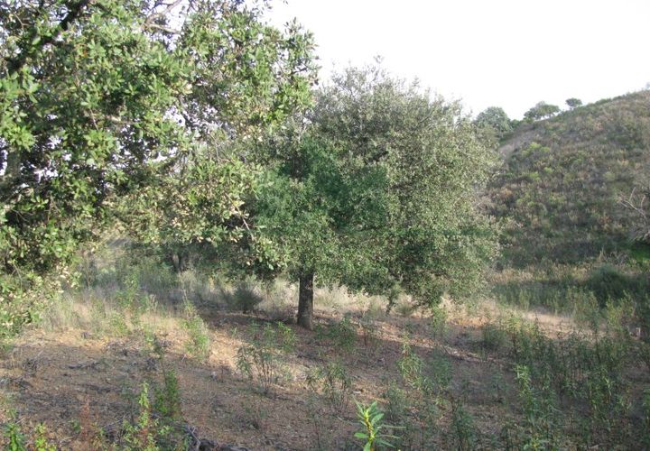 Helårsgrund i Castro Marim, Faro, Castro Marim - € 16.000 | Ref: 4001-010 - foto 1