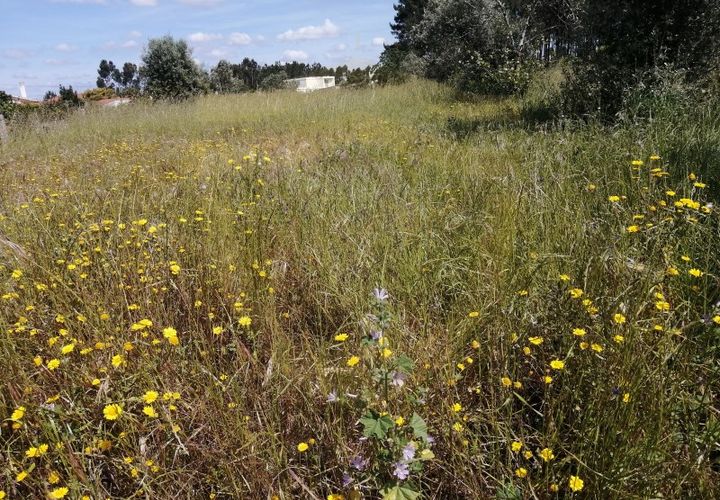 Helårsgrund i Pombal, Leiria, Pombal - € 150.000 | Ref: TER_943 - foto 1