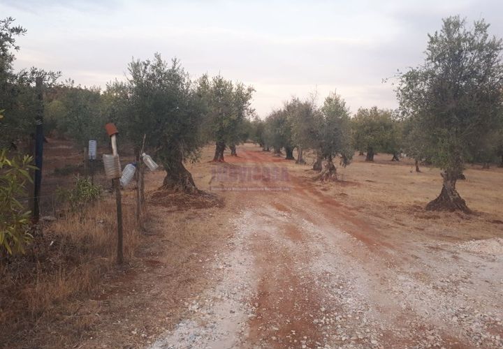 Terra a Vila Vicosa, Evora, Vila Vicosa - € 35.000 | Ref: SÒL_205 - foto 1