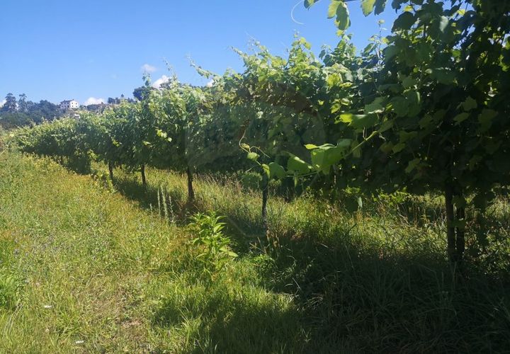 Helårsgrund i Arcos de Valdevez, Viana do Castelo, Arcos de Valdevez - € 82.000 | Ref: 1040-37 - foto 1