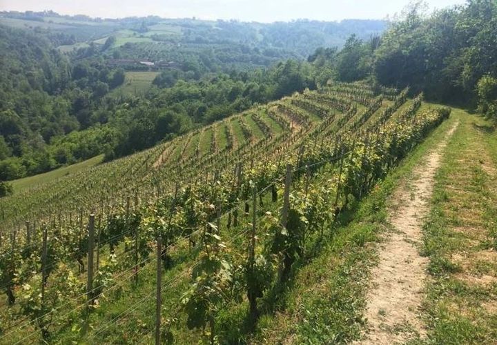 Terra a La Morra, Cuneo, La Morra - € 1.000.000 | Ref: LMR006 - foto 1