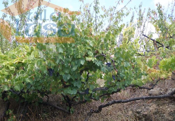 Farm i Resende, Viseu, Resende - € 600.000 | Ref: 803131038 - foto 1