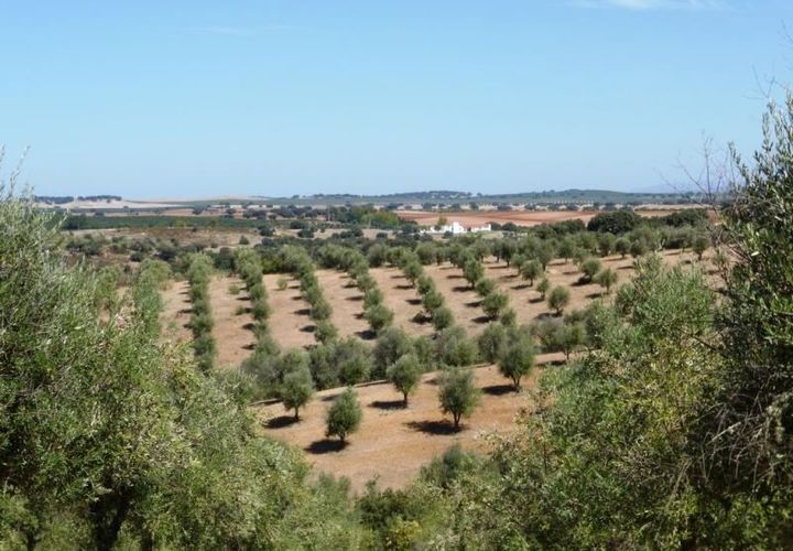 Helårsgrund i Avis, Portalegre, Avis - € 750.000 | Ref: 6891_T - foto 1