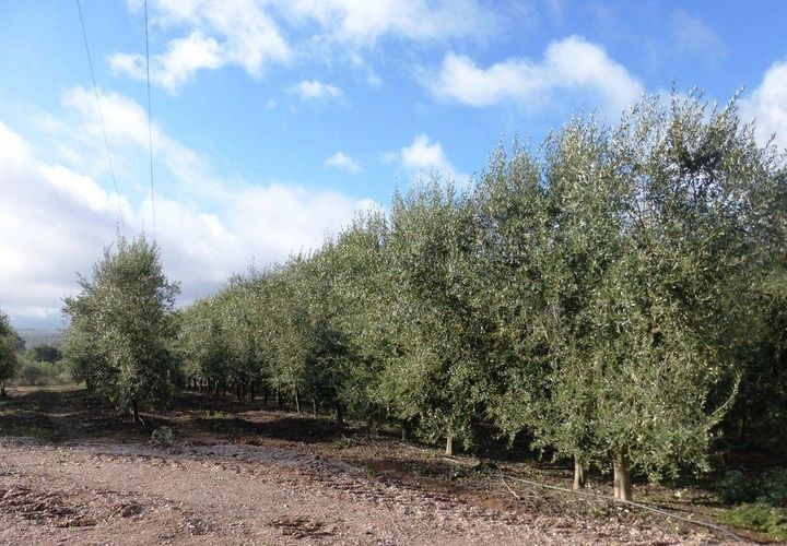Farm i Valpacos, Vila Real, Valpacos - € 5.000.000 | Ref: 8438_Q - foto 1