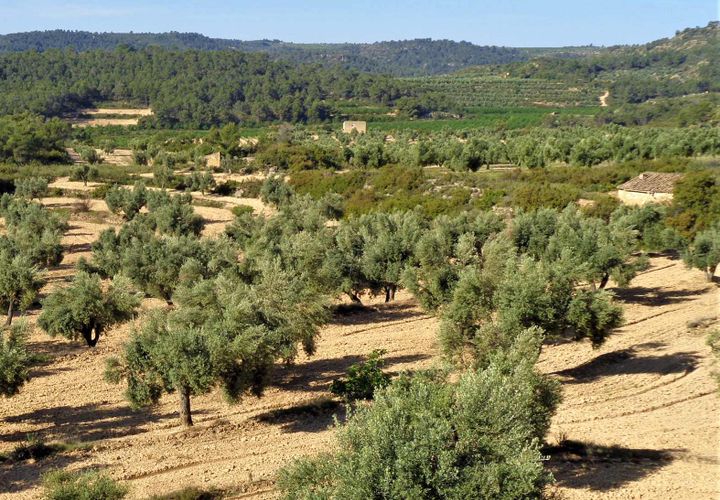 Finca i Maella, Zaragoza, Maella - € 24.000 | Ref: 0721 - foto 1