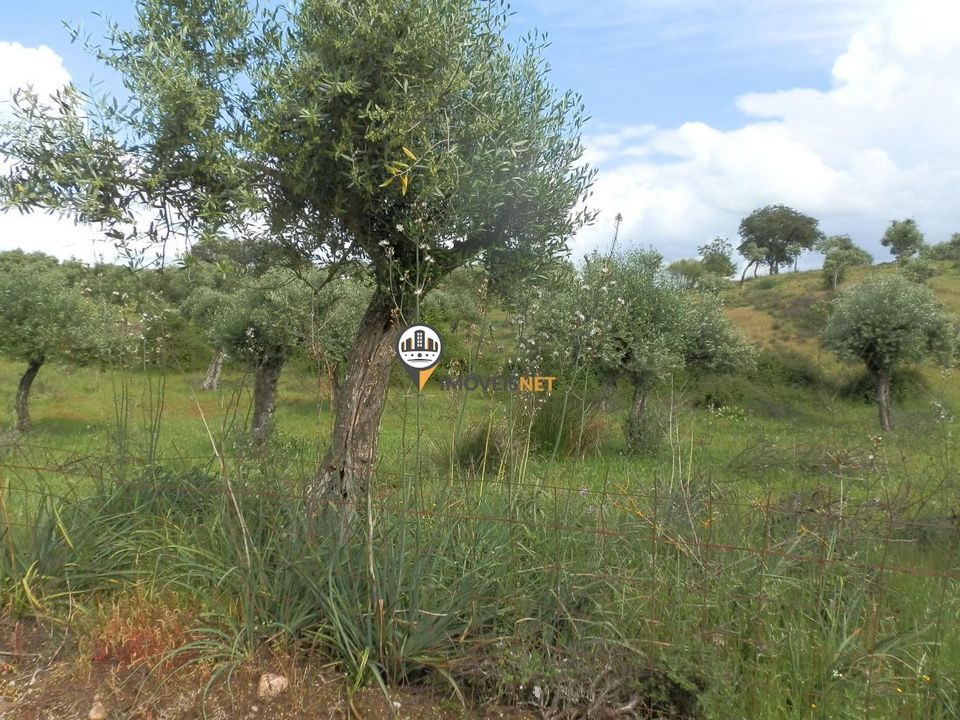 Helårsgrund i Castelo Branco, Castelo Branco - foto 2