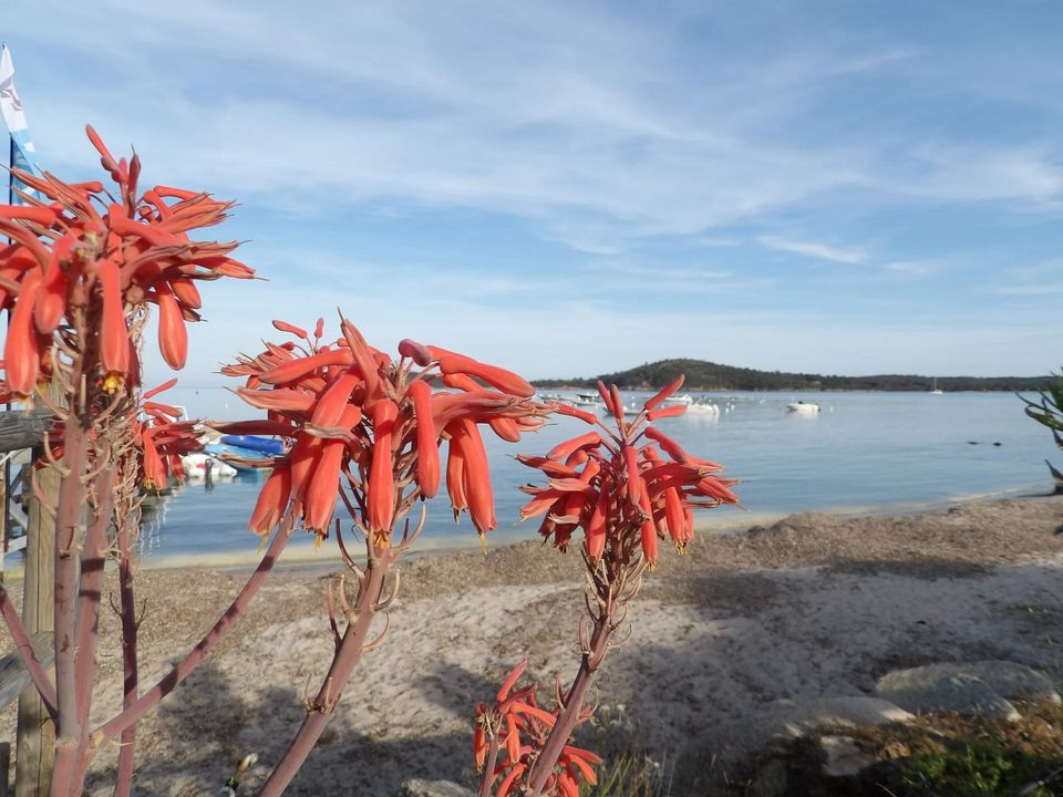 Landejendom i Sainte-Lucie de Porto-Vecchio, Corse-du-Sud - foto 4