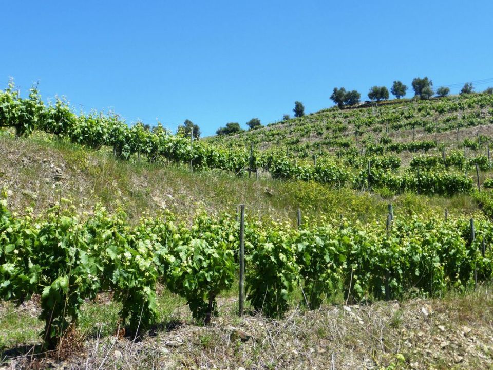 Granja a Alijo, Vila Real - foto 1