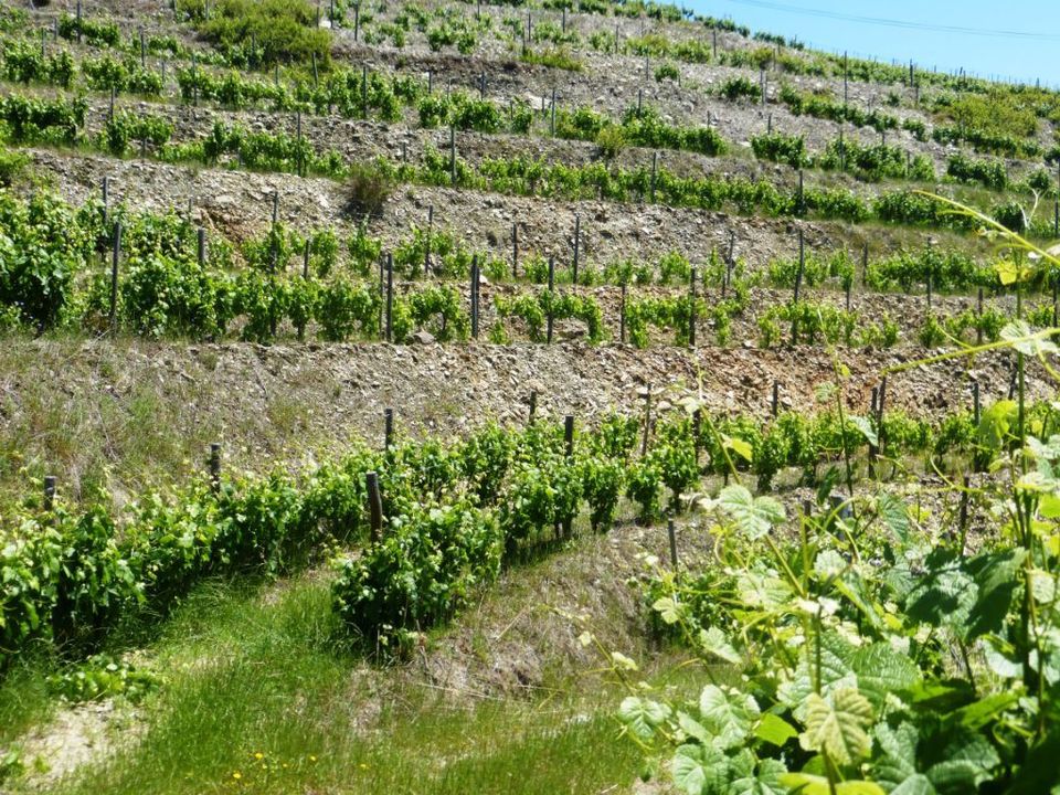 Granja a Alijo, Vila Real - foto 4