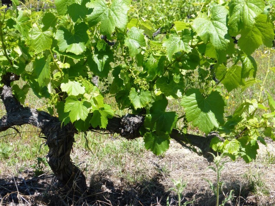 Granja a Alijo, Vila Real - foto 5