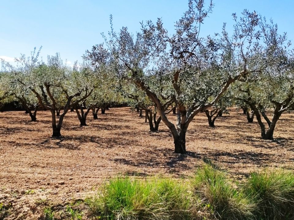 Landejendom i Agullent, Valencia - foto 5