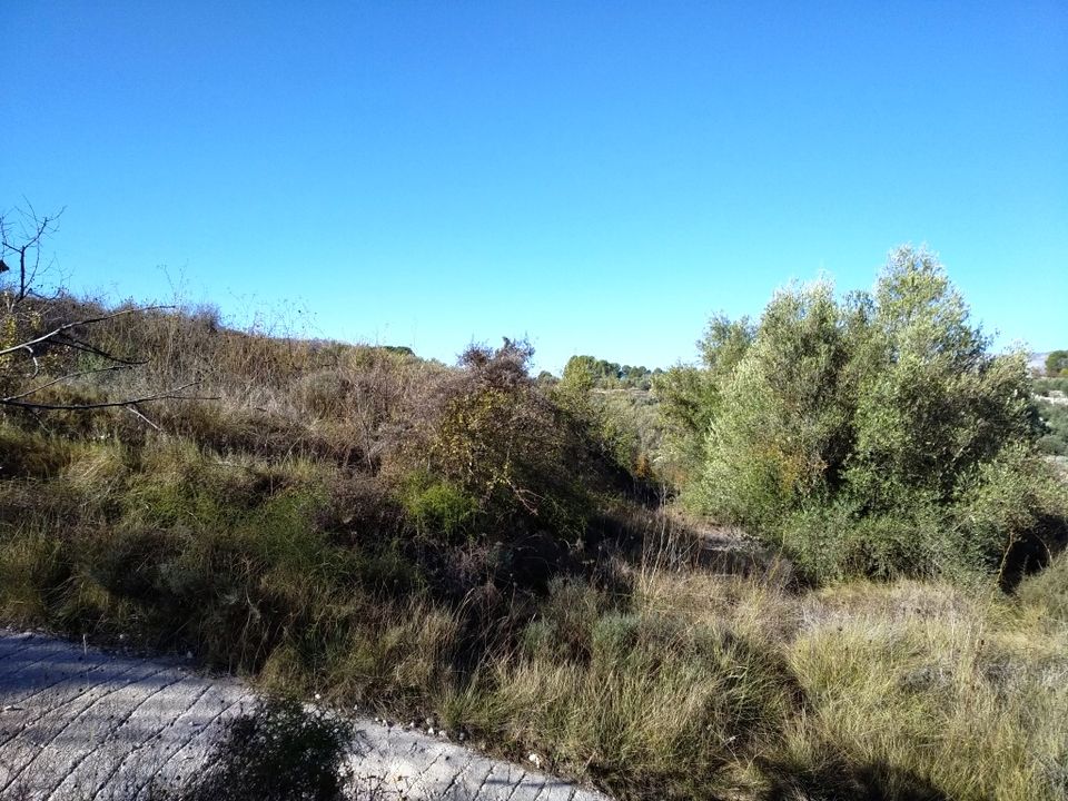 Tomt i Benillup, Alicante - bilde 3