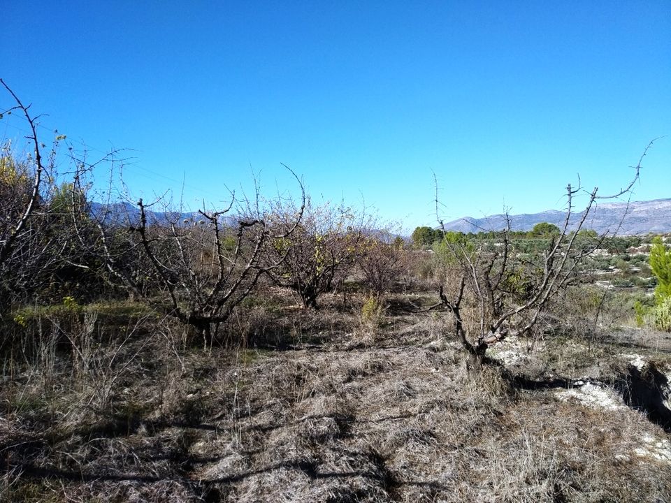 Tomt i Benillup, Alicante - bilde 4