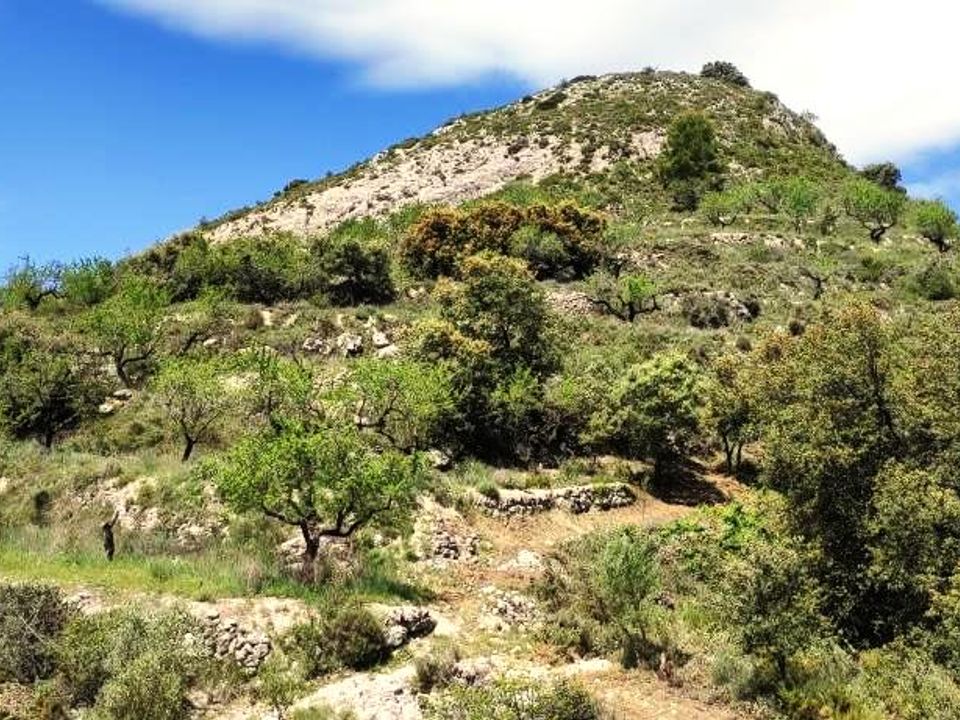 Finca i Benasau, Alicante - bilde 3