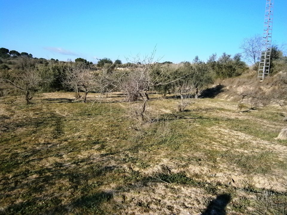 Helårsgrund i Agullent, Valencia - foto 2
