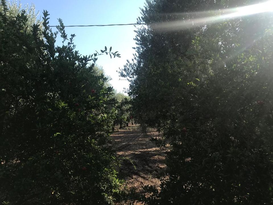Landejendom i Ostuni, Brindisi - foto 4
