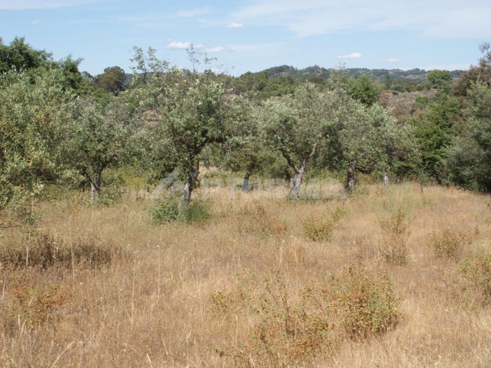 Terra a Penamacor, Castelo Branco - foto 5