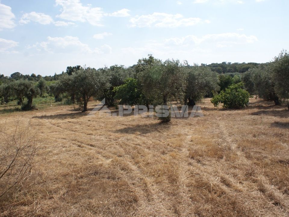 Farm i Penamacor, Castelo Branco - foto 2