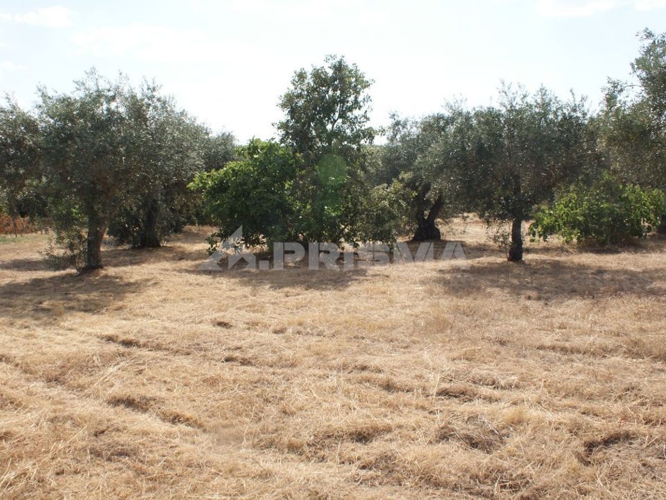 Farm i Penamacor, Castelo Branco - foto 3