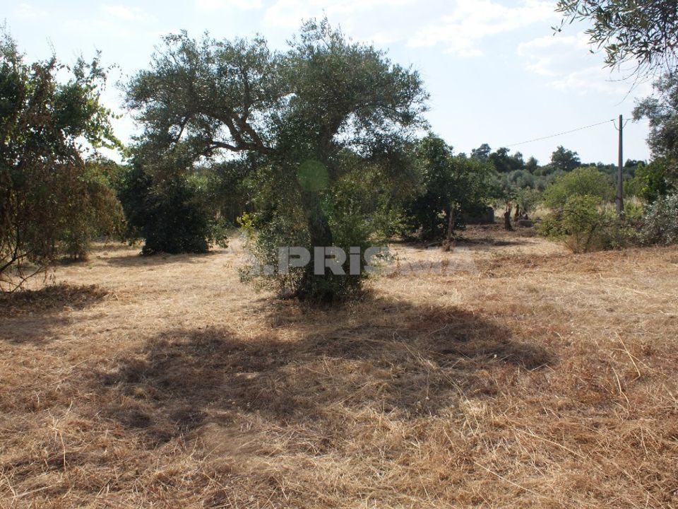 Farm i Penamacor, Castelo Branco - foto 5