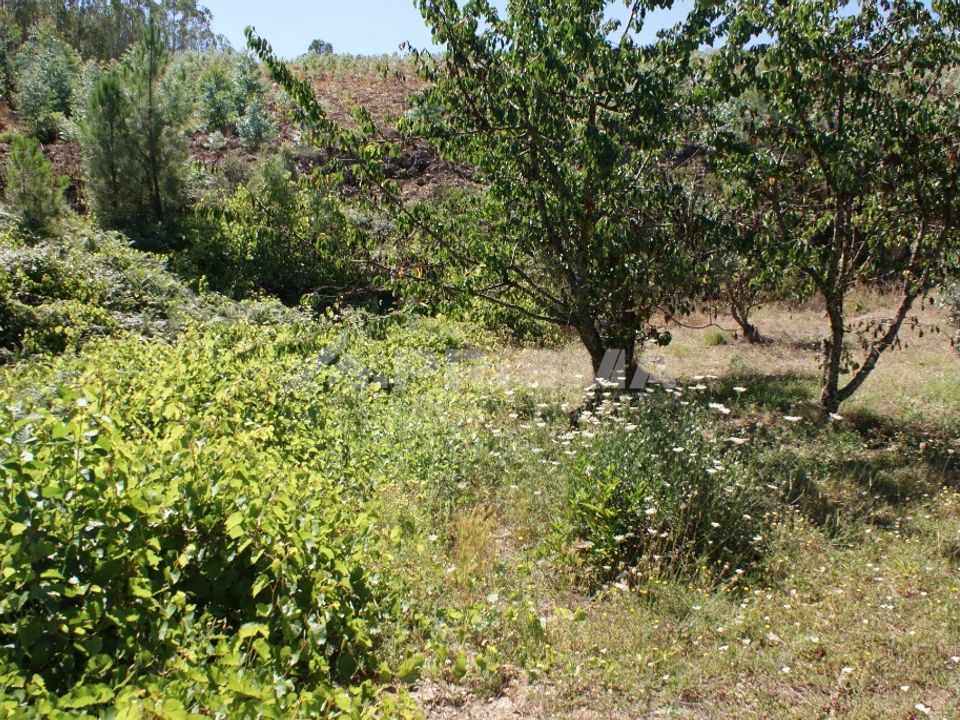 Helårsgrund i Proenca-a-Nova, Castelo Branco - foto 5