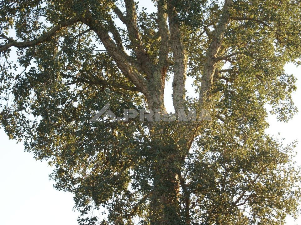 Helårsgrund i Castelo Branco, Castelo Branco - foto 2