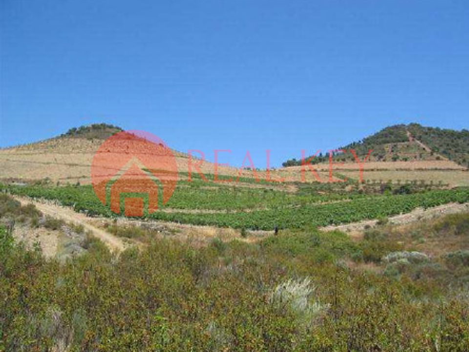 Farm i Torre de Moncorvo, Braganca - foto 2