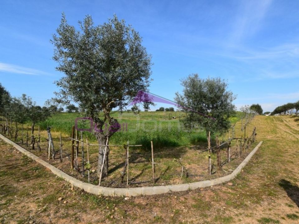Helårsgrund i Torres Novas, Santarem - foto 4