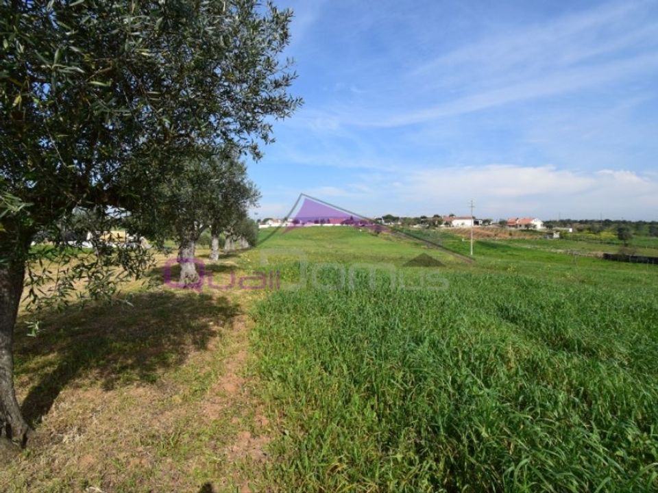 Helårsgrund i Torres Novas, Santarem - foto 5
