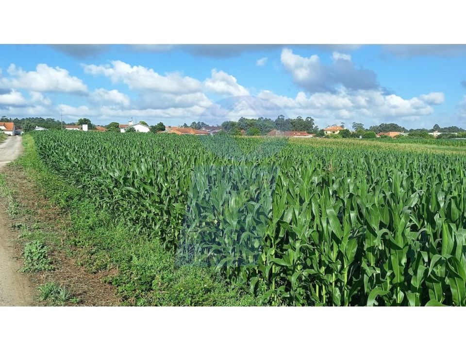 Terreno en Oia, Aveiro - foto 1