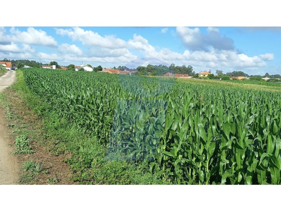 Terreno en Oia, Aveiro - foto 3