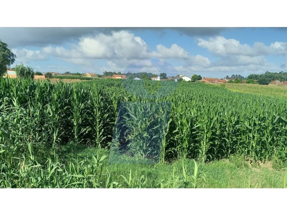 Terreno en Oia, Aveiro - foto 4