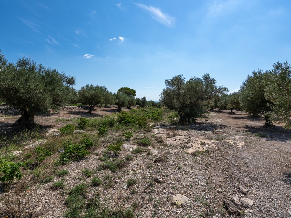 Finca en Mas De Barberans, Tarragona - foto 4