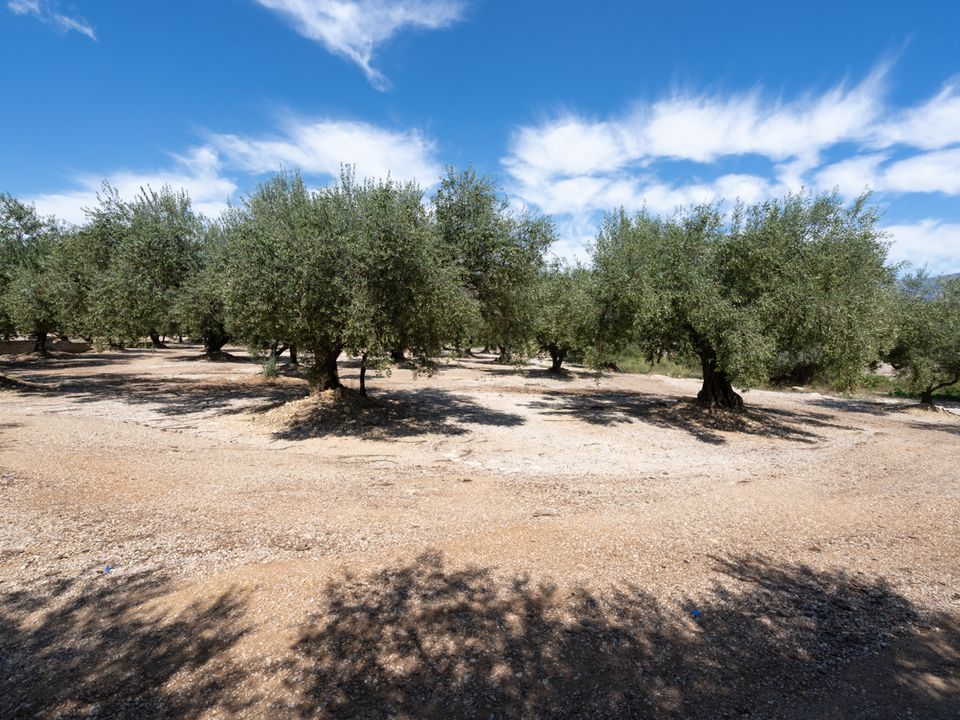 Finca en Mas De Barberans, Tarragona - foto 1