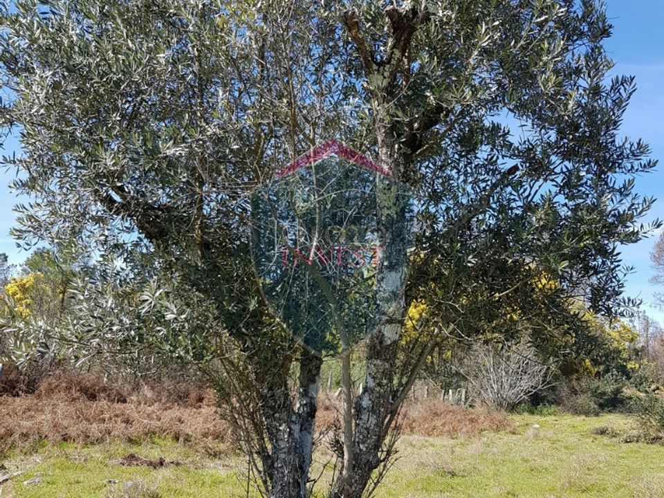 Helårsgrund i Mangualde, Viseu - foto 1