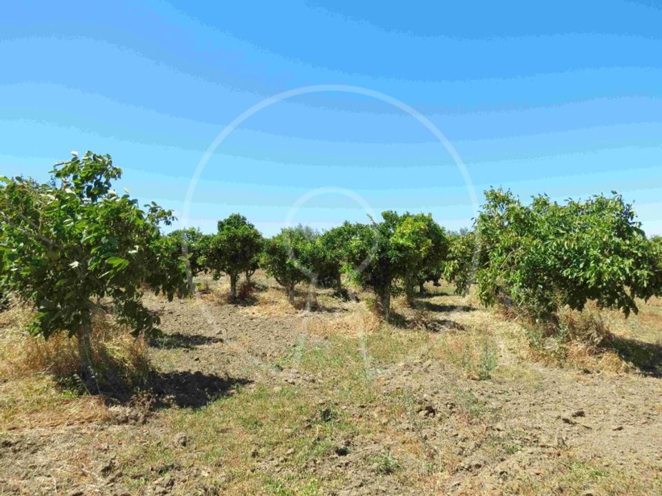 Terra a Arraiolos, Evora - foto 4