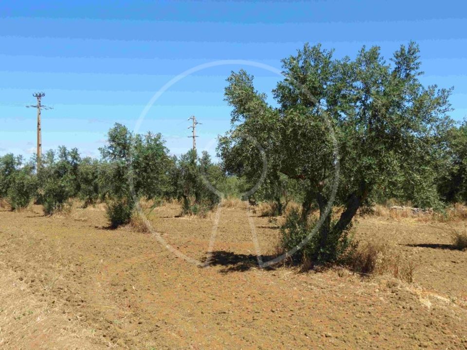 Terra a Arraiolos, Evora - foto 5