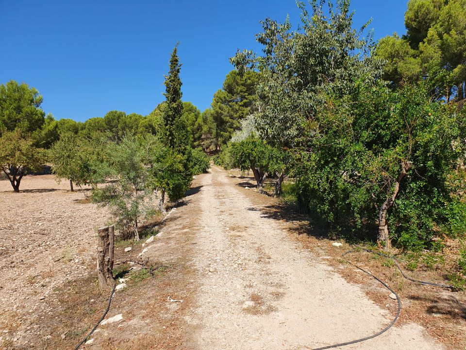 Landejendom i Monovar, Alicante - foto 4