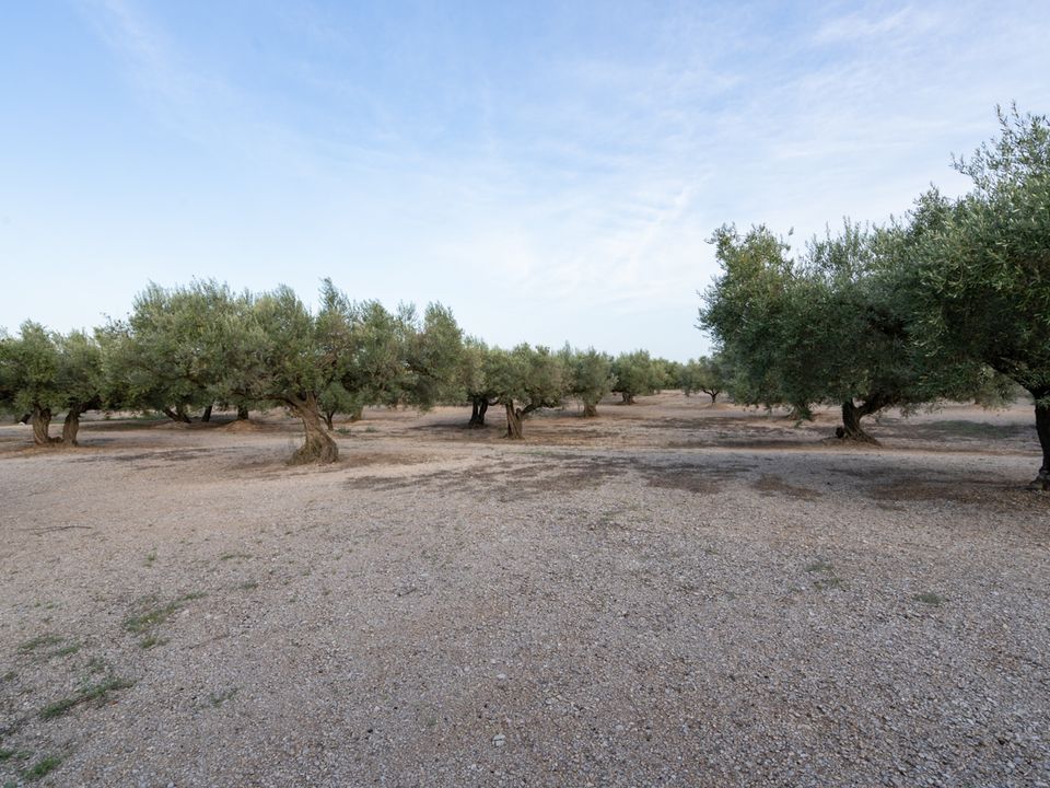 Finca en Mas De Barberans, Tarragona - foto 4