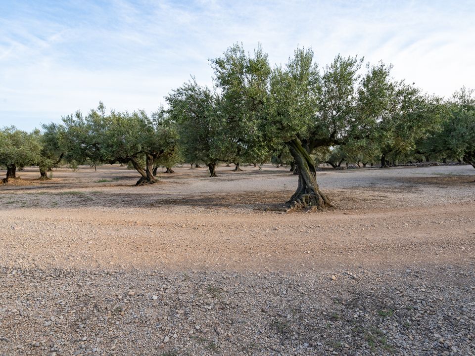Finca en Mas De Barberans, Tarragona - foto 5