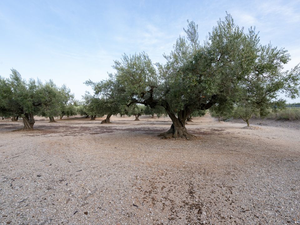 Finca en Mas De Barberans, Tarragona - foto 3