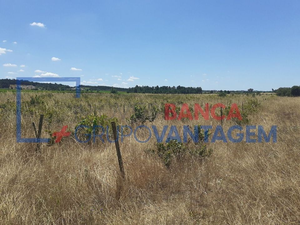 Terra a Alpiarca, Santarem - foto 1