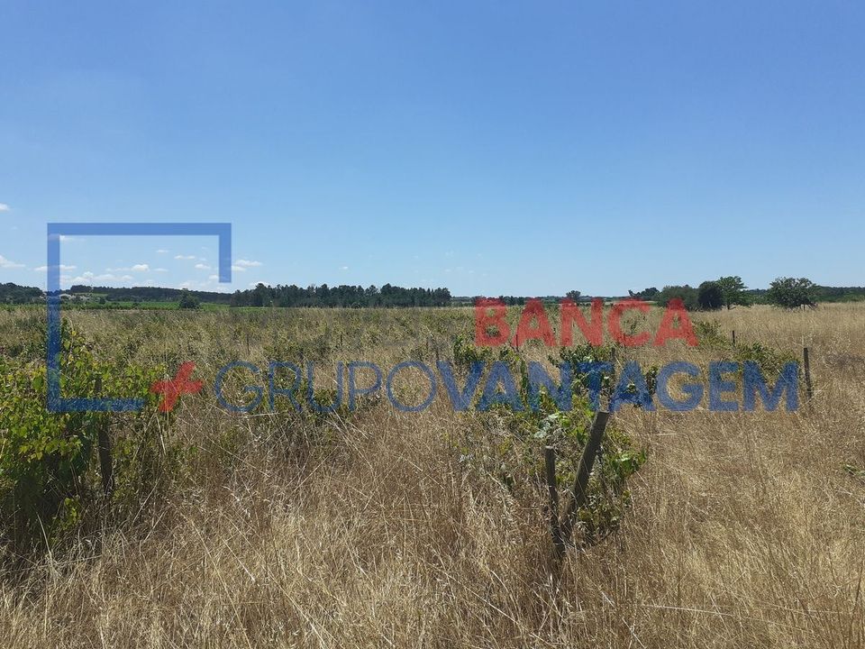 Terra a Alpiarca, Santarem - foto 2