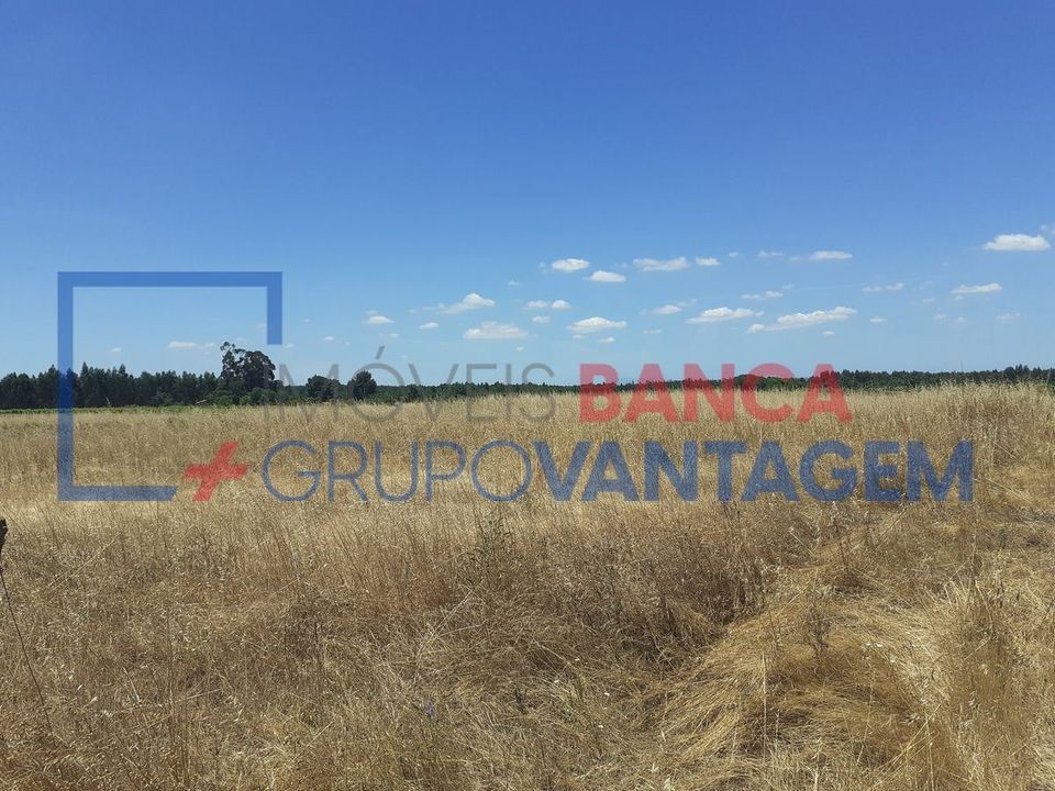 Terra a Alpiarca, Santarem - foto 3