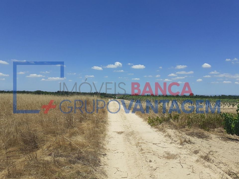 Terra a Alpiarca, Santarem - foto 4