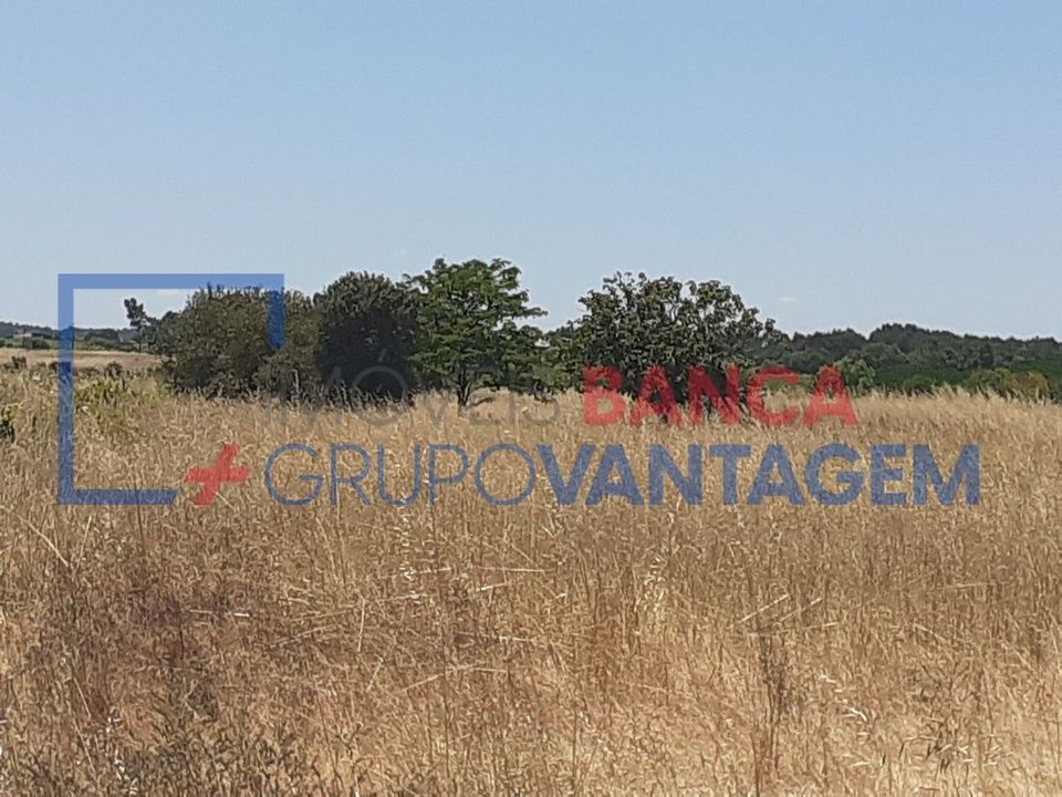 Terra a Alpiarca, Santarem - foto 5
