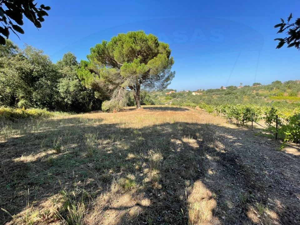 Helårsgrund i Casais e Alviobeira, Santarem - foto 3