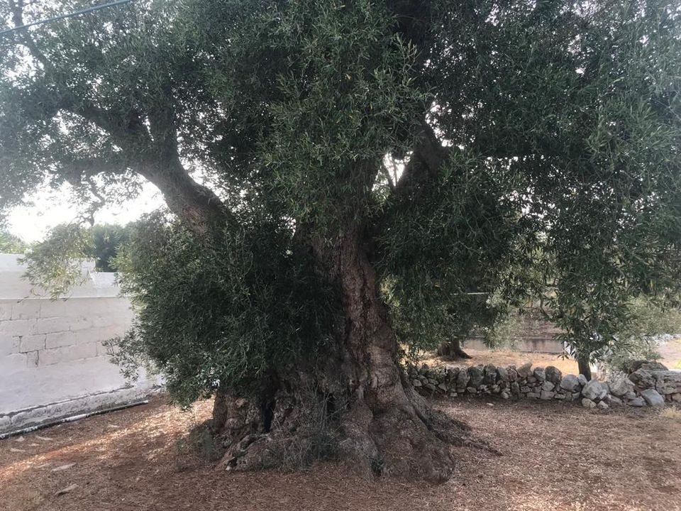 Casa de campo en Fasano, Brindisi - foto 5