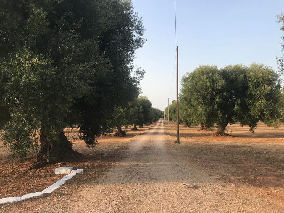 Casa de campo en Fasano, Brindisi - foto 4