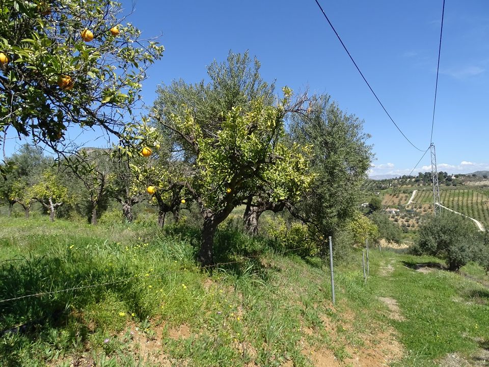 Finca i Alora, Malaga - foto 3